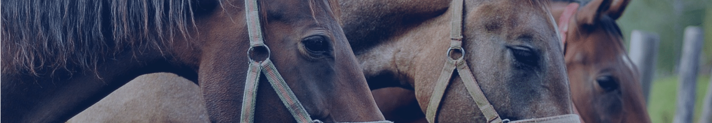 Al Shaqab